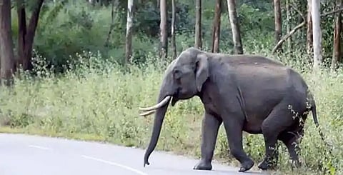 One trampled to death by wild elephants
