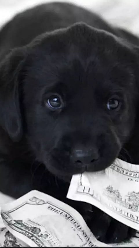 11 Richest Pets whose Purse are Fatter than Many People's Wallets