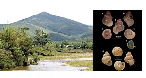 Scientists discover snail species in Meghalaya cave, conduct study on mollusc across NE