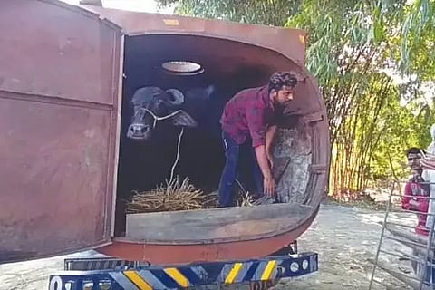 Oil Tanker Carrying Buffalo Instead of Oil Intercepted in Assam