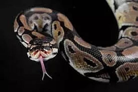 14-feet python travels with passengers in private bus
