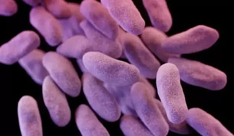 Clay as an alternative for combating antibiotic-resistant bacteria