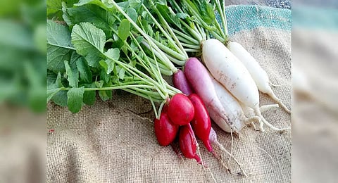 Health benefits of radish leaves