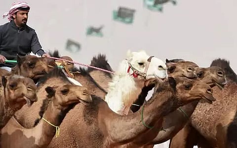 Over 40 camels barred from Saudi 'beauty' pageant