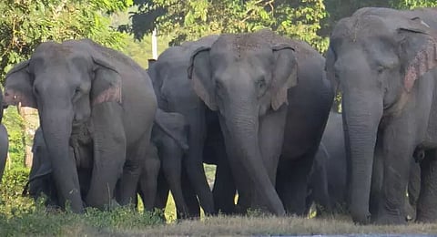 Articulating human, elephant relationship