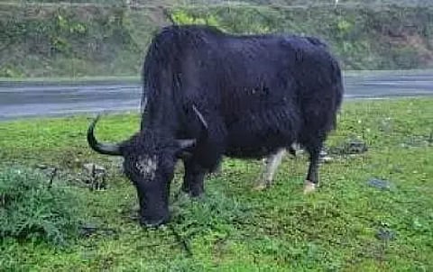 Hit by climate change, other factors, Yak farming gets a lifeline