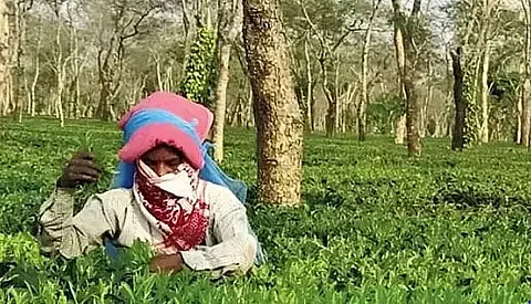 Workers of Chitronola Tea Estate in Tinsukia district declare lockout
