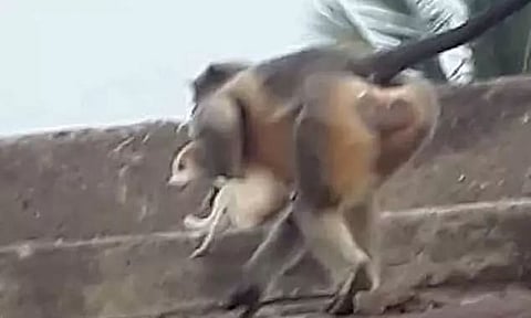 Enraged Monkeys Kill 250 Puppies Out Of Revenge After Dogs Killed Baby Monkey