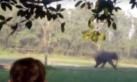 Assam: Conflict Between Man And Elephant, Man Pinned Onto The Ground