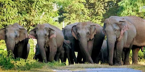 Assam Forest Guard Attacked By Elephants In Hojai, Critically Injured