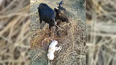 Bizzare! Goat Gives Birth to Humanoid Offspring in Assam