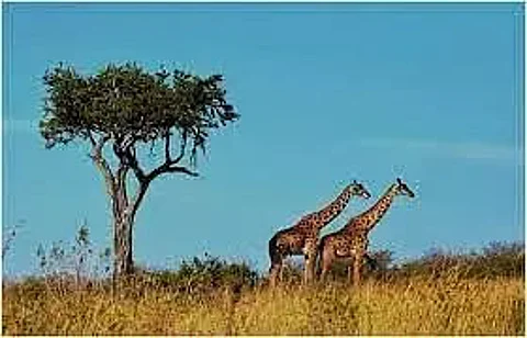 1.4mn tourists visit Tanzania in 2021