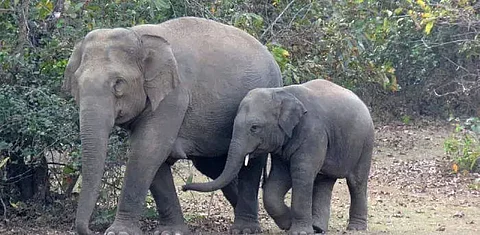 SC seeks Centre's reply on plea for steps to prevent elephant deaths from electrocution
