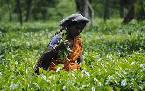 Sustainability challenges for Assam tea