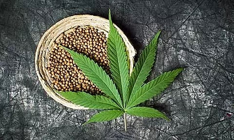 Hemp Compound Prevent Covid 19 From Entering Human Cells, Says Study
