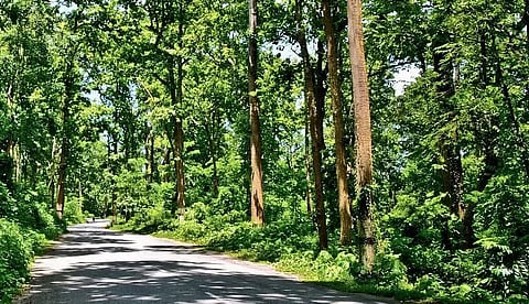 Forest Cover In Northeastern State Reduced By Over 1,000 sq Km During 2019-2021