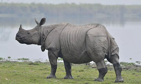 Assam: Only 1 Incident of Rhino Poaching Reported in 2021