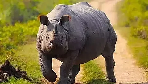 Only 1 rhino killed by poachers in 2021