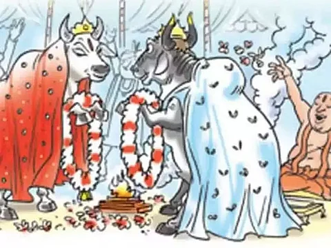 People Take COVID-19 Curbs For Granted During Bovine Shaadi In Surat