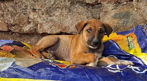 An initiative to help strays this winter