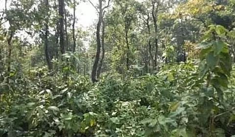 ISFR report reveals massive forest cover loss in Arunachal Pradesh