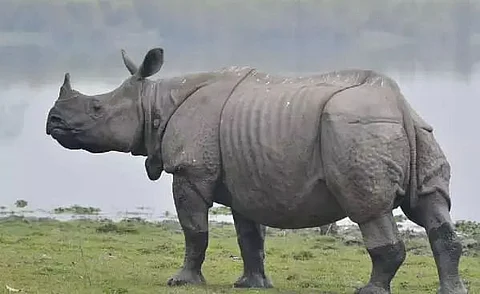 Rhino killed by poachers at Kaziranga National Park and Tiger Reserve