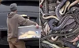 Shocking! US Man Found Dead in Home With 125 Snakes Around