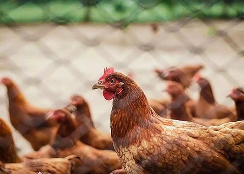 South Korea culls chickens over bird flu outbreaks