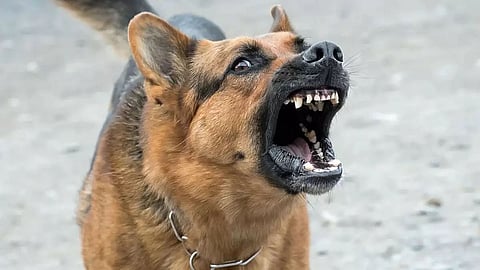 Bill calling for dog meat consumption ban proposed