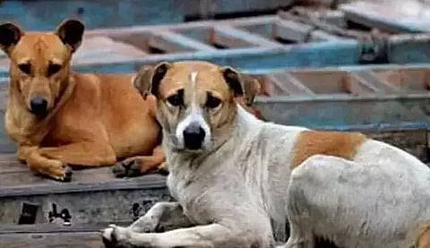 GMC plans to contain street animals