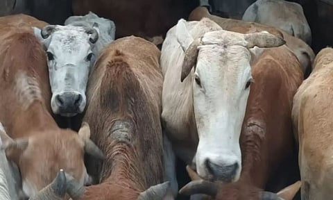 Police Seize Cattle-Laden Trucks In Goalpara