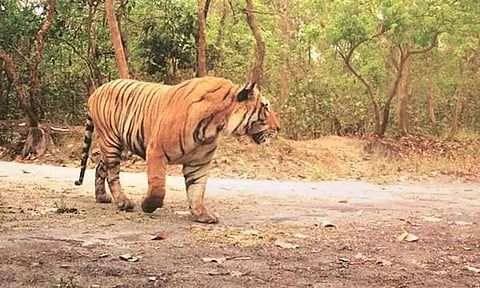 Assam: Stray Tiger Captured in Borsola, Sonitpur