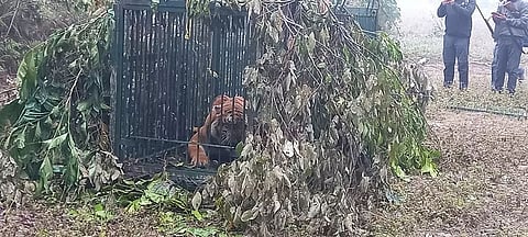 Royal Bengal Tiger captured in Sonitpur district