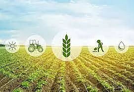 Mat-type nursery: A ray of hope for Golaghat farmers