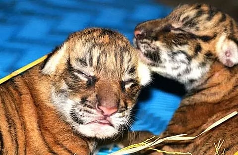 Two tiger cubs born in Assam State Zoo-cum-Botanical Garden