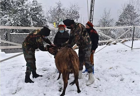 Veterinary-cum-medical camp held in Arunachal Pradesh