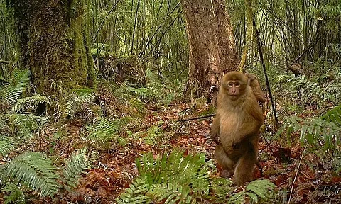 Arunachal Pradesh: Scientist Discover White Cheeked Macaque in West Siang