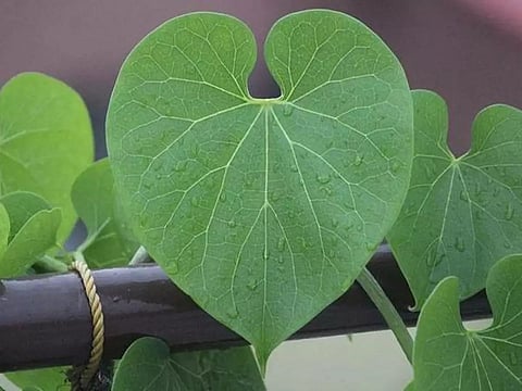 Giloy safe in appropriate doses, misleading to link it to liver damage: Ayush