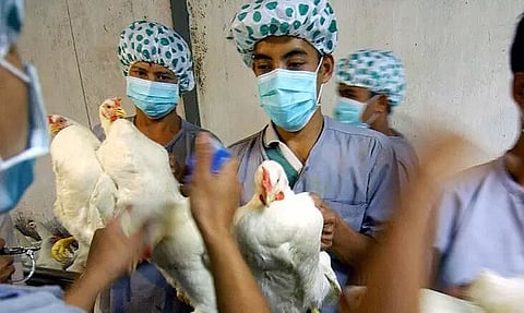 What Is The Reason For Bird Flu Outbreak And How It Effects