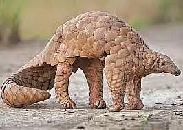 World Pangolin Day: India tops seizure incidents' list