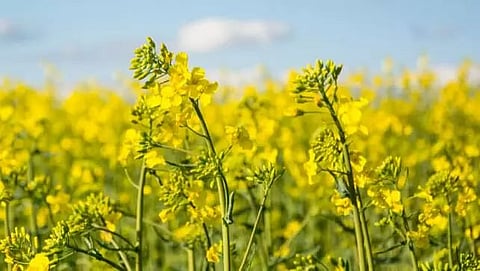 Field day on rapeseed, mustard crop demonstration in Nagaon