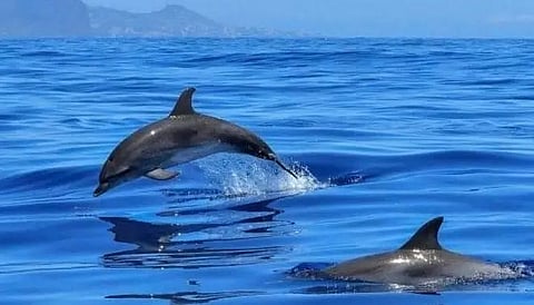 Indian dolphins, gharials face threat from plastic: Report
