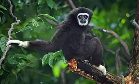 Hoolock Gibbon