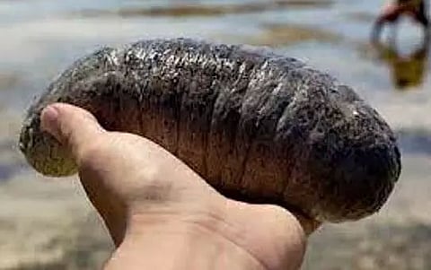 Tamil Nadu police seized 1080 kg of sea cucumber worth crores