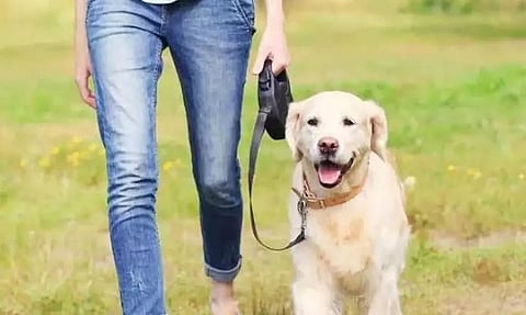 Guwahati: Pet Owners Mandatory To Register Their Pets With GMC, Here's How To Register Online