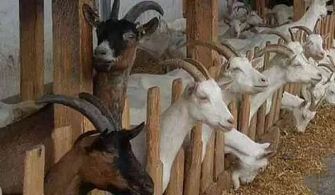 A ray of hope for tribal women in goatery