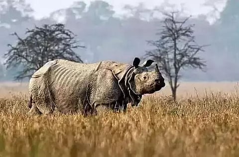 State zoo gets 3 rhinos from Centre for Wildlife Rehabilitation and Conservation