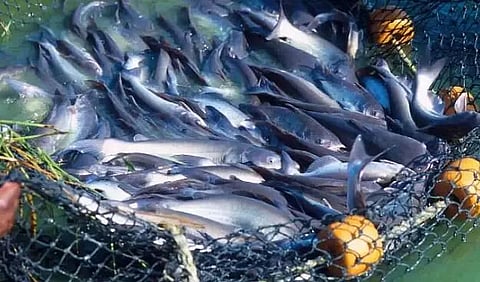 Fish training programme held at Guijan near Tinsukia