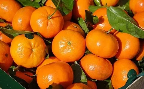 Poor maintenance behind dip in orange production in Arunachal: Tage Taki