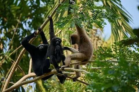 Protecting the endangered Hoolock Gibbon